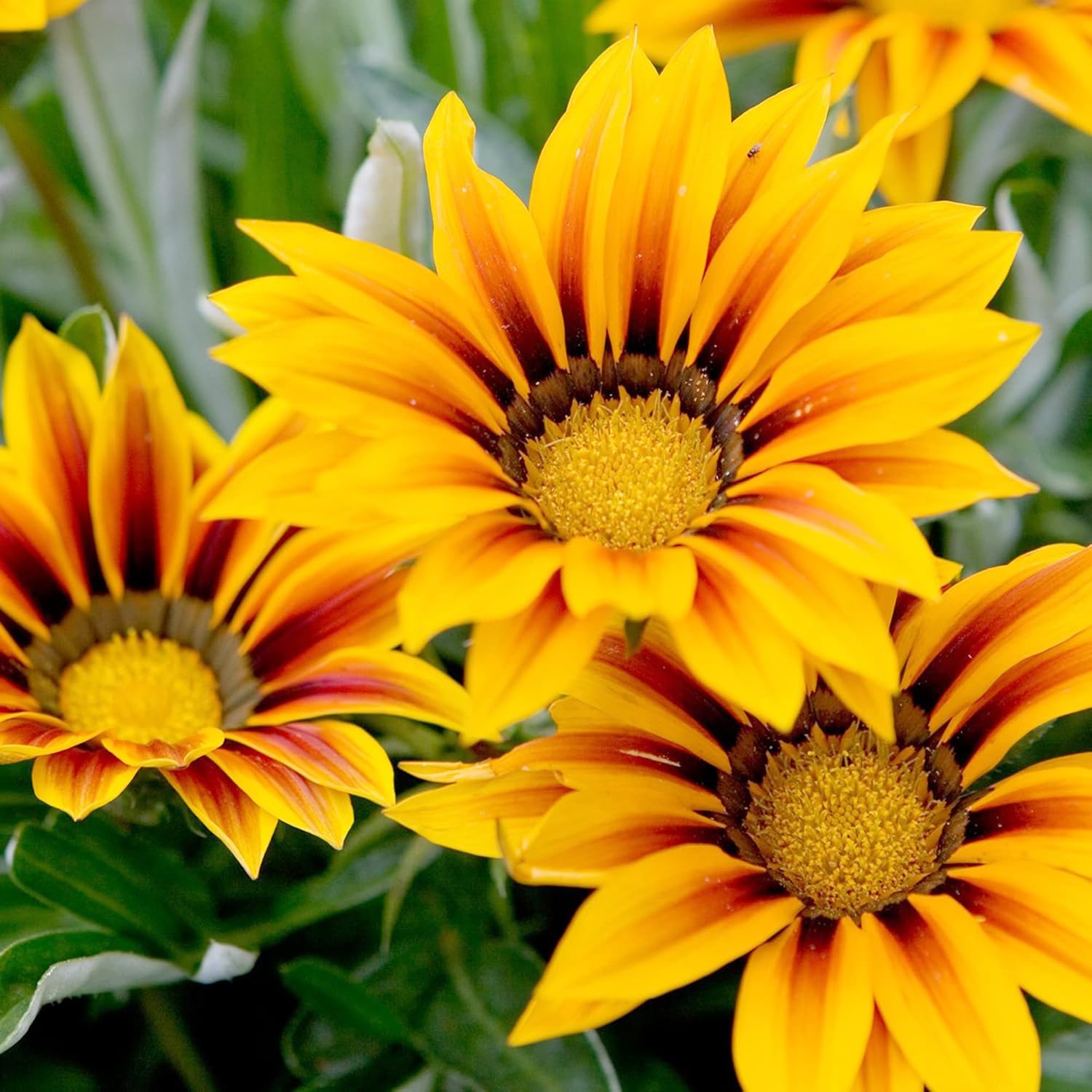 YEGAOL Garden – 100 semillas de Gazania para plantar sin OGM tolerantes a la sequía, plantas de cobertura del suelo, semillas anuales de bajo