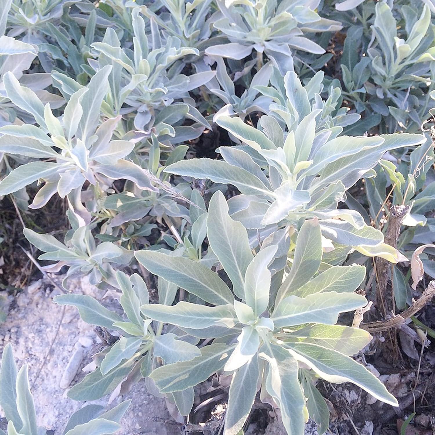 YEGAOL Garden – Semillas de salvia blanca Salvia Apiana Fragantes Atraen Colibríes Tolerantes a la sequía Perenne Sub-Arbustos Cubierta de suelo