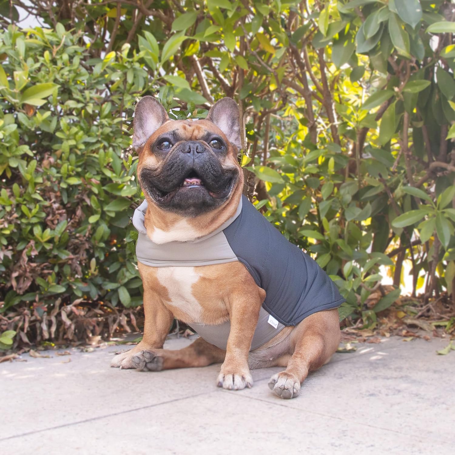 iChoue Abrigos de invierno de bulldog francés, chaquetas para perro, chalecos acolchados de algodón para Pug English Boston Terrier Pitbull –