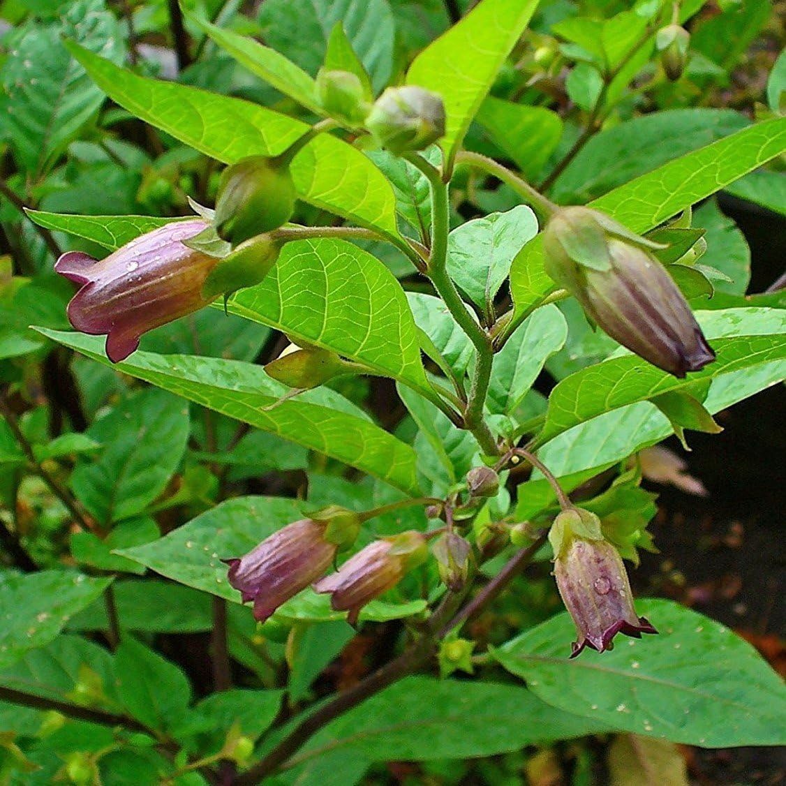Belladonna Seeds (Atropa Belladonna) Más de 30 semillas de flores raras en cápsulas de semillas congeladas para el jardinero y coleccionista de