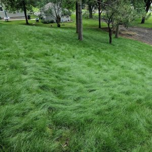 Outsidepride Legado tolerante a la sombra de festuca fina de 25 libras, suave, mezcla de semillas de césped Outsidepride Legado tolerante a la sombra de festuca fina de 25 libras, suave, mezcla de semillas de césped