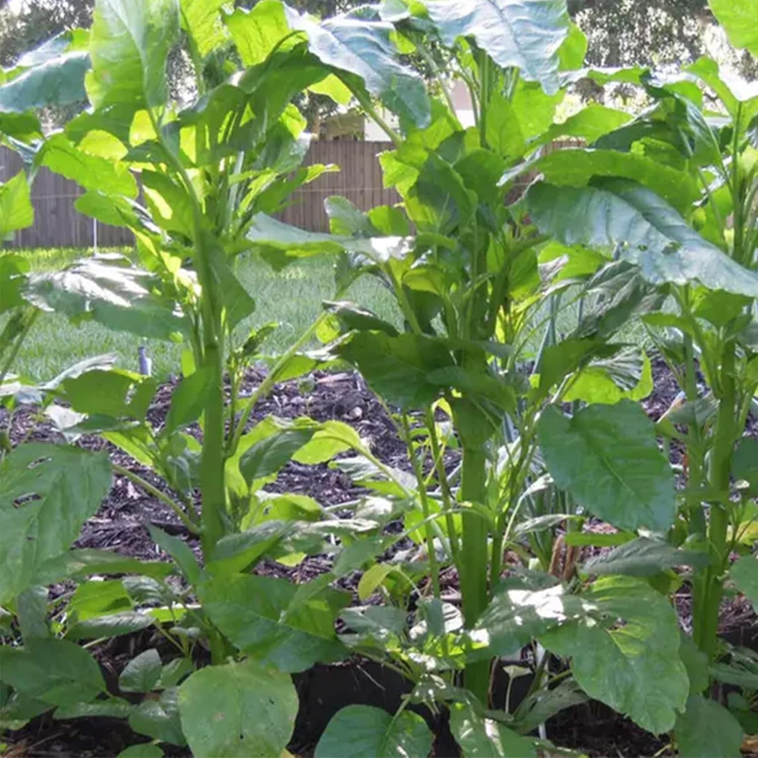 QAUZUY GARDEN 100 semillas de espinaca caribeña de Callaloo (Amaranthus) de primera calidad, semillas vegetales tradicionales sin OMG, nutritivas,