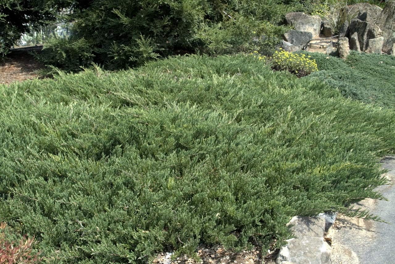 Andorra Compacta Juniper – 30 plantas vivas – Cubierta de suelo de hoja perenne resistente al frío tolerante a la sequía