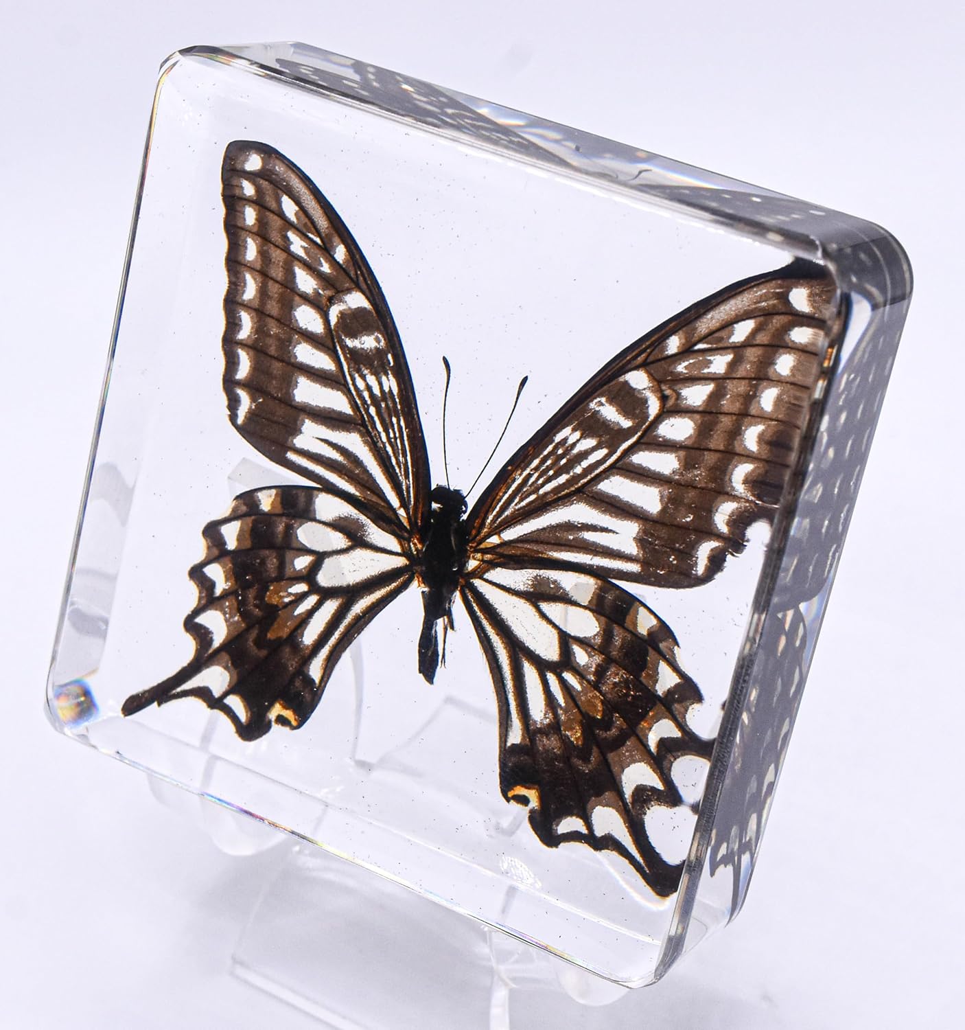 Mariposa de cola de golondrina real de 2.953 in en resina de lucita cristalina, colección de manualidades de taxidermia preservada para biología,