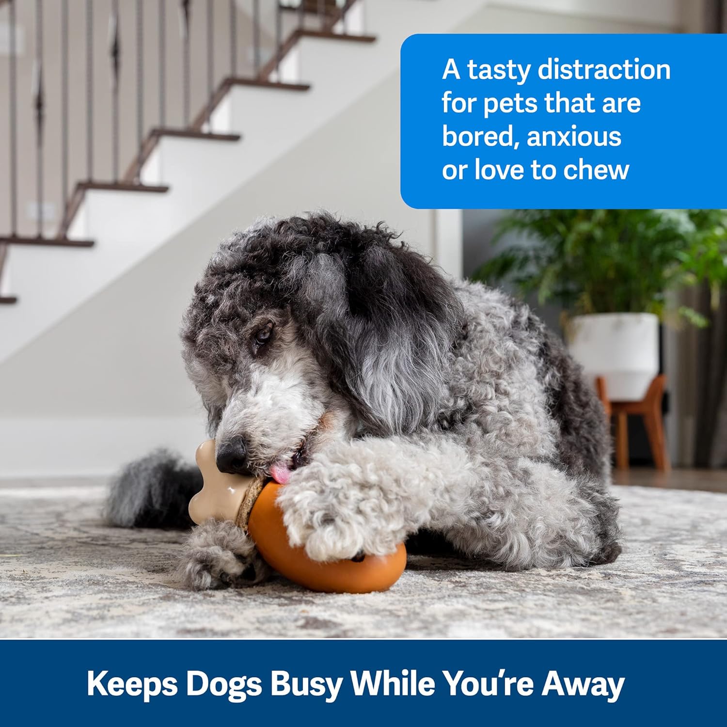 PetSafe Busy Buddy Chompin’ – Juguetes de pollo para perros, juguete masticable con anillo de golosinas, goma sin BPA, perfumado de pollo,