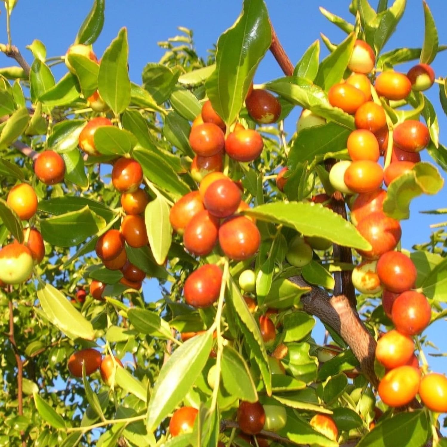 CHUXAY GARDEN Semillas de azufaifo indio 8 semillas Ziziphus mauritiana Árbol frutal tolerante a la sequía Fruta dulce comestible Gran regalo de