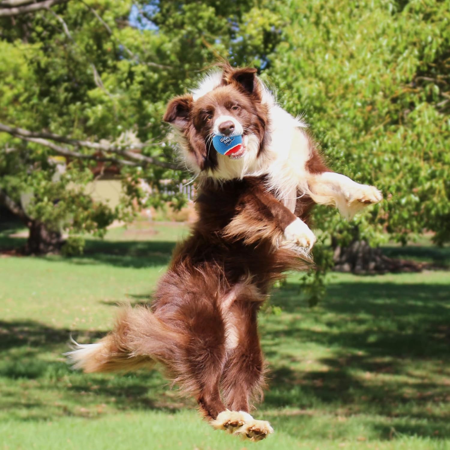 Gigwi Pelota de tenis chirriante para perros, pelota interactiva para perros pequeños y medianos, juguete de goma colorido y de rebote alto de 2.5