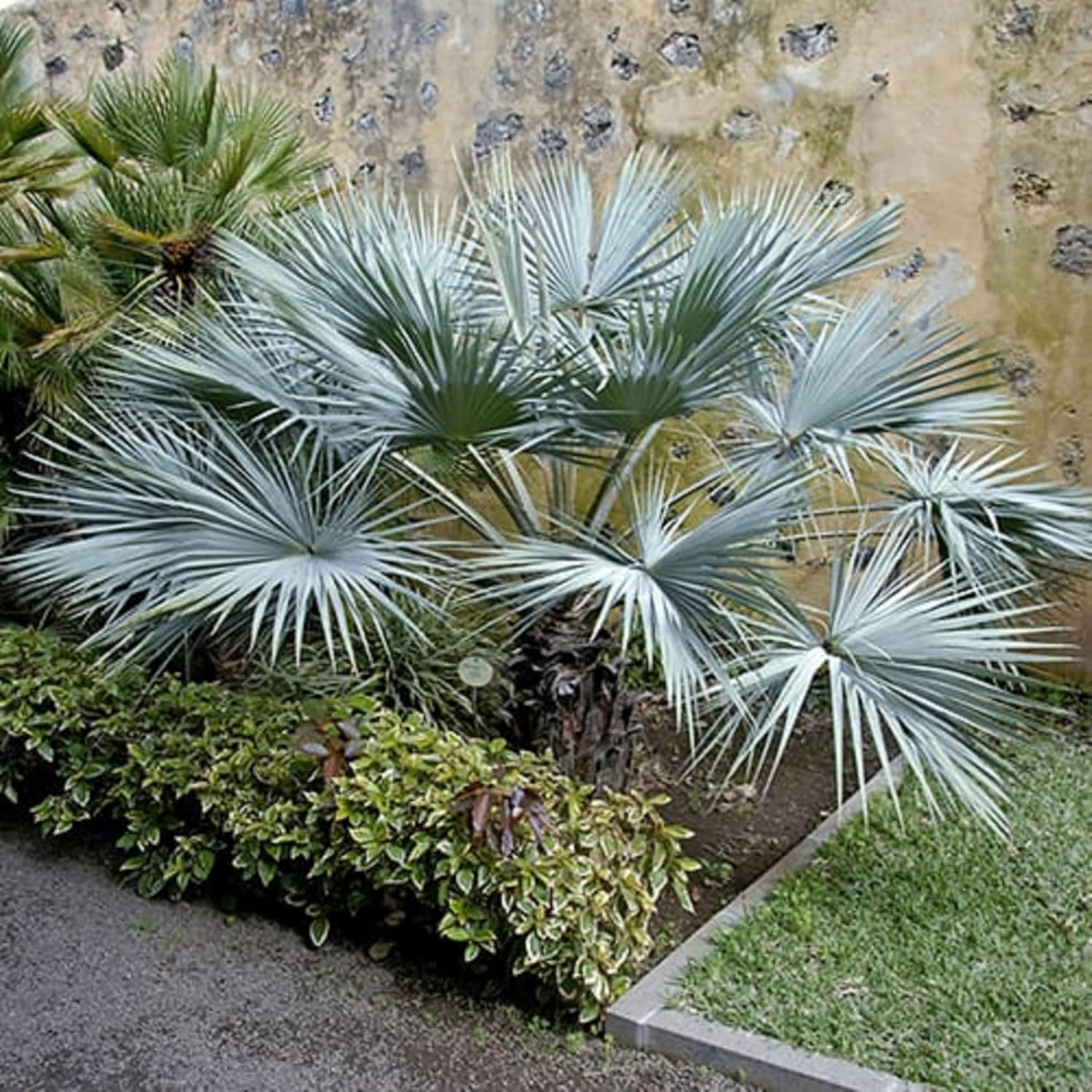 CHUXAY GARDEN Semilla de palmera de abanico azul mexicano Hesper 10 semillas Brahea Armata Árbol de hoja perenne llamativa Planta de paisajismo Gran