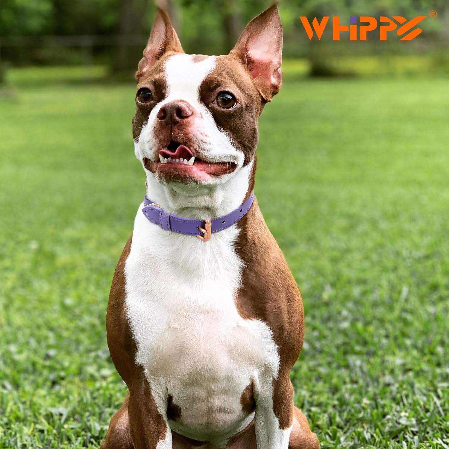 WHIPPY Collar de cuero para perro pequeño, mediano y grande, ajustable, suave, transpirable, acolchado, de cuero con hebilla de aleación, resistente