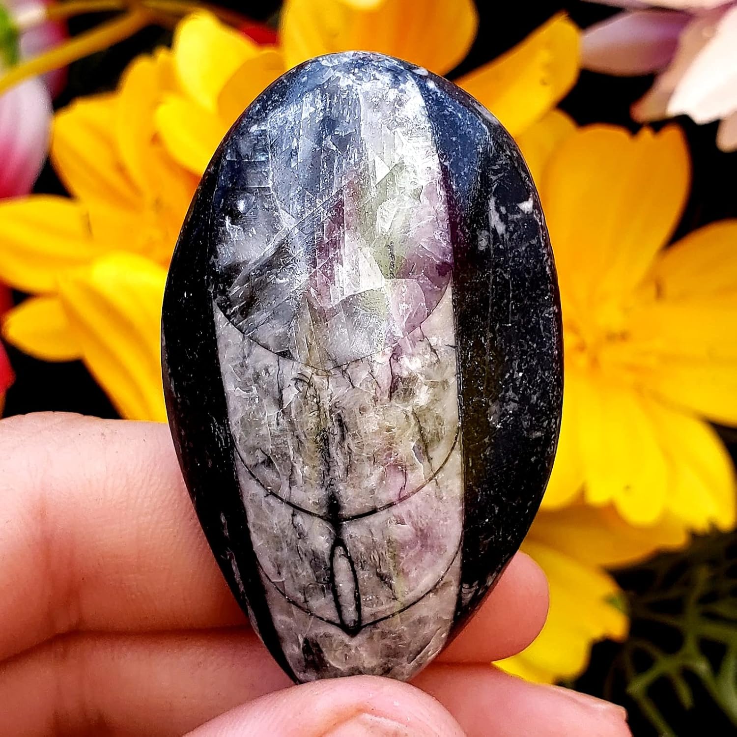Orthoceras – Espécimen de piedra fósil natural de reiki curativo metafísico de cristal de chakras, juego de 2 piezas, transparente