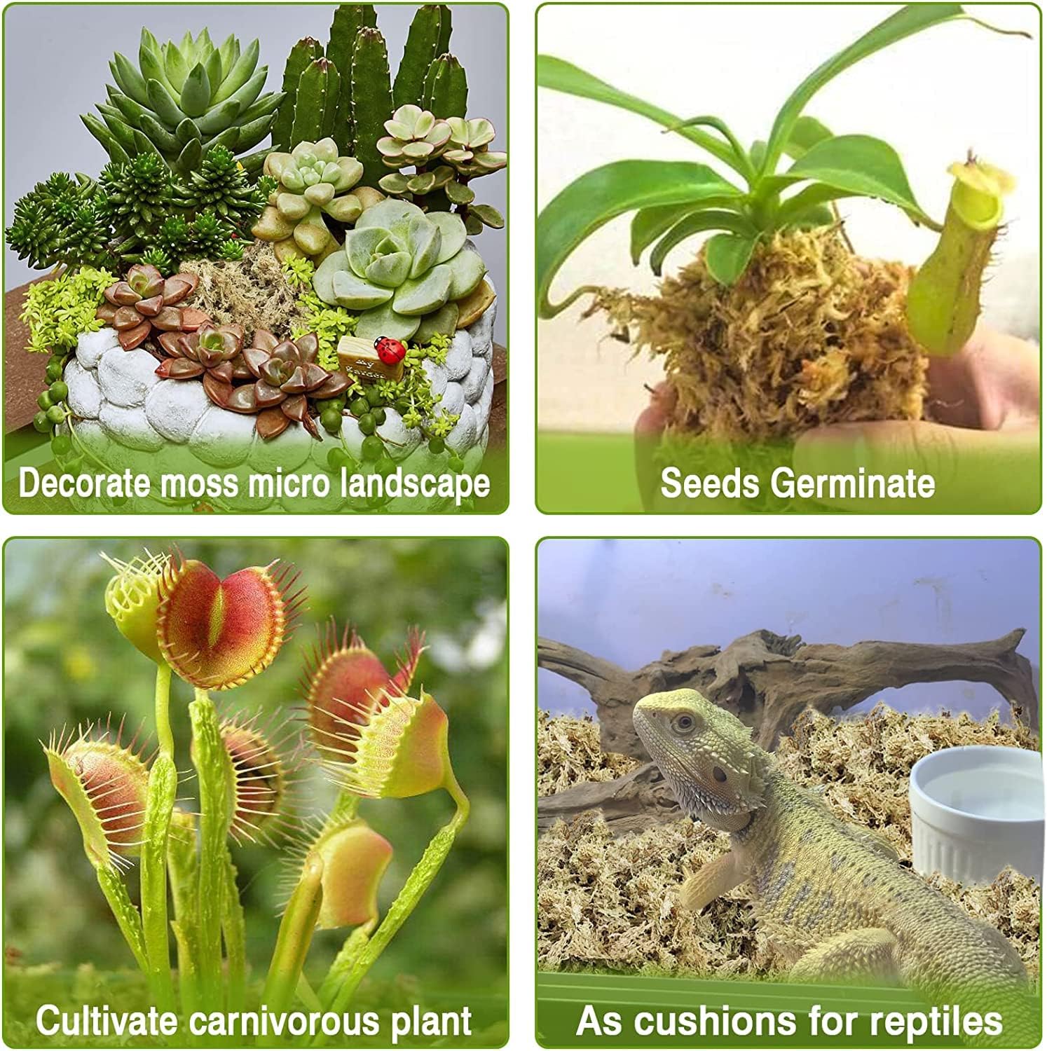 Legigo 2 cuartos de galón de musgo esfagnum natural y 2 libras de guijarros de arcilla expandida orgánica para plantas, plantas carnívoras secas al