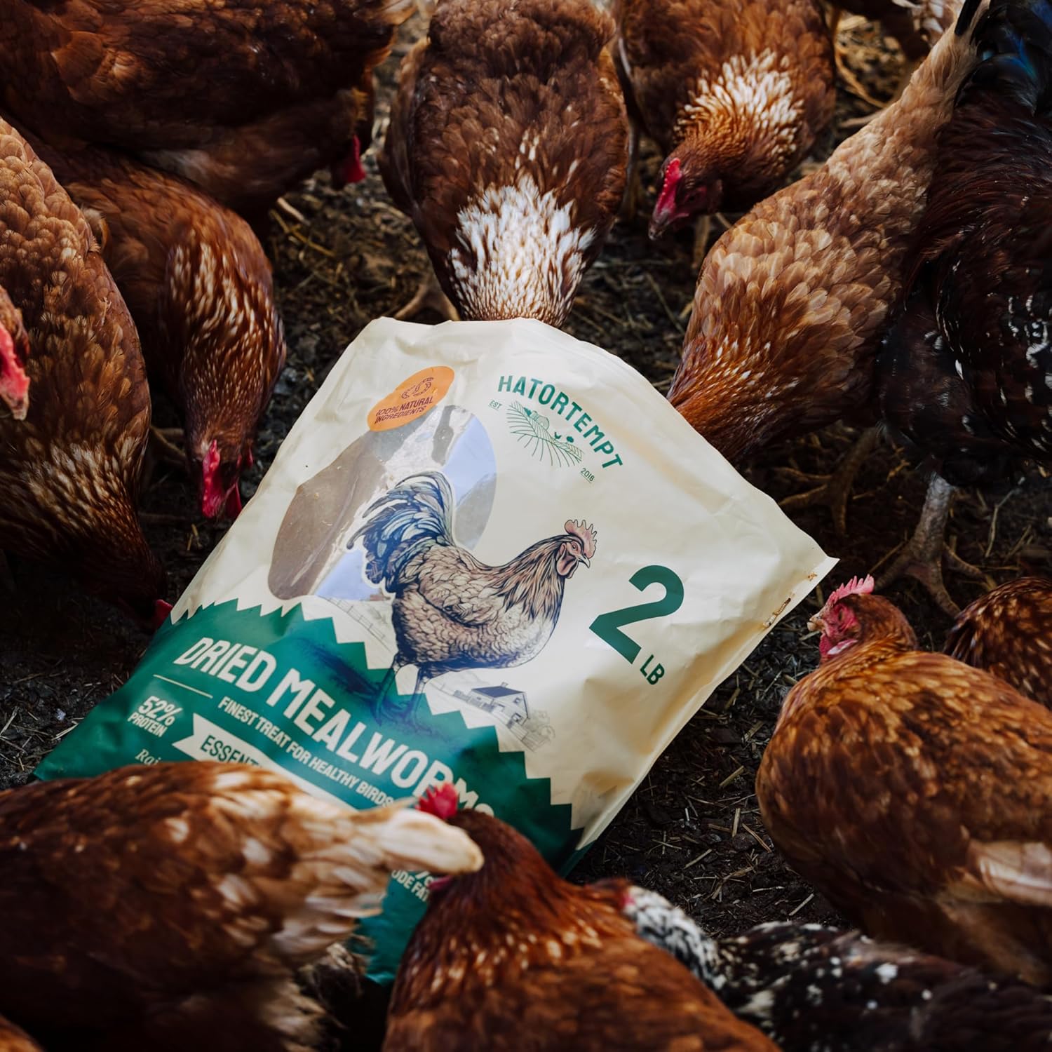 Gusanos de harina secos de 2 libras para aves silvestres y pollos, alimento orgánico prémium sin OMG – Gusanos nutritivos de comida secos con alto