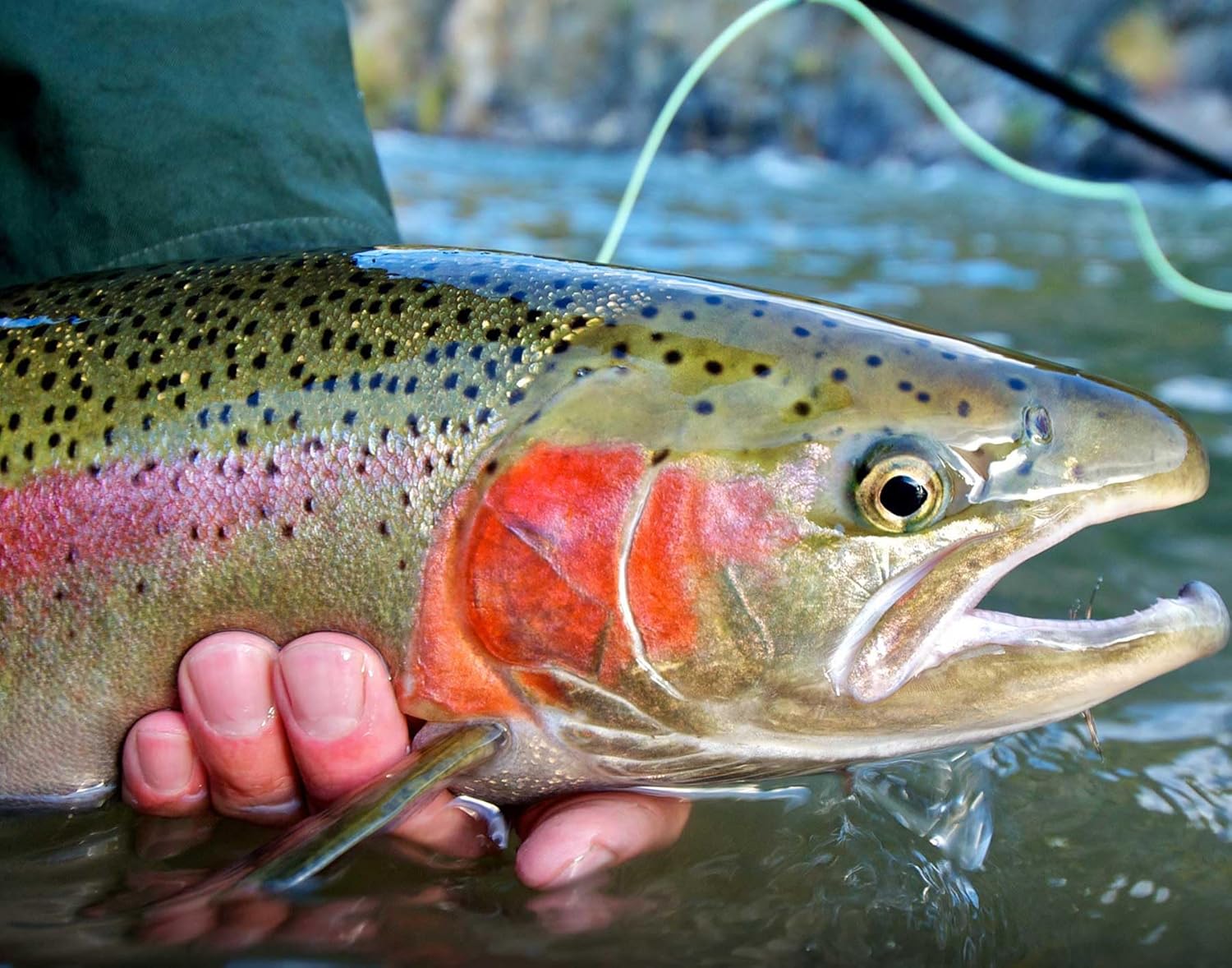 Calendario de pared de pesca con mosca 2024, 16 meses, tamaño XL, 14 x 22 pulgadas, el mejor calendario de pesca por The KING Company-Monster