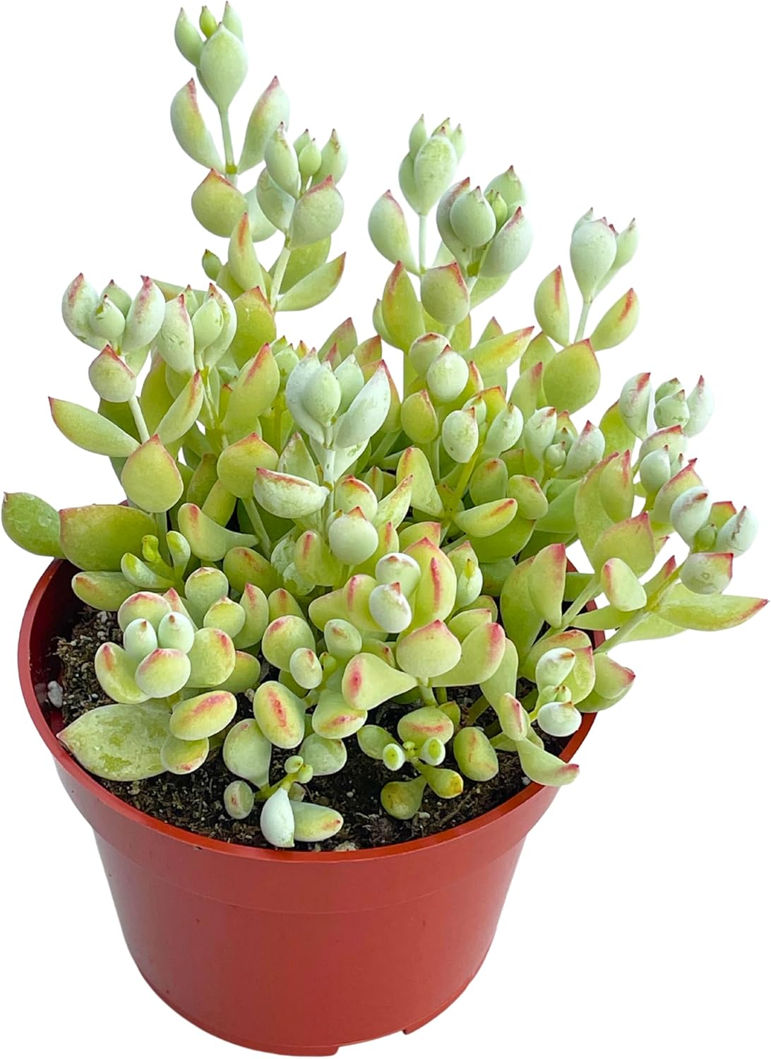Suculentas vivas de cotiledón colgantes de 4 pulgadas, colgador de acantilado, plantas suculentas vivas completamente enraizadas para decoración de
