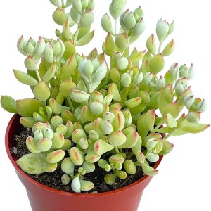 Suculentas vivas de cotiledón colgantes de 4 pulgadas, colgador de acantilado, plantas suculentas vivas completamente enraizadas para decoración de Suculentas vivas de cotiledón colgantes de 4 pulgadas, colgador de acantilado, plantas suculentas vivas completamente enraizadas para decoración de