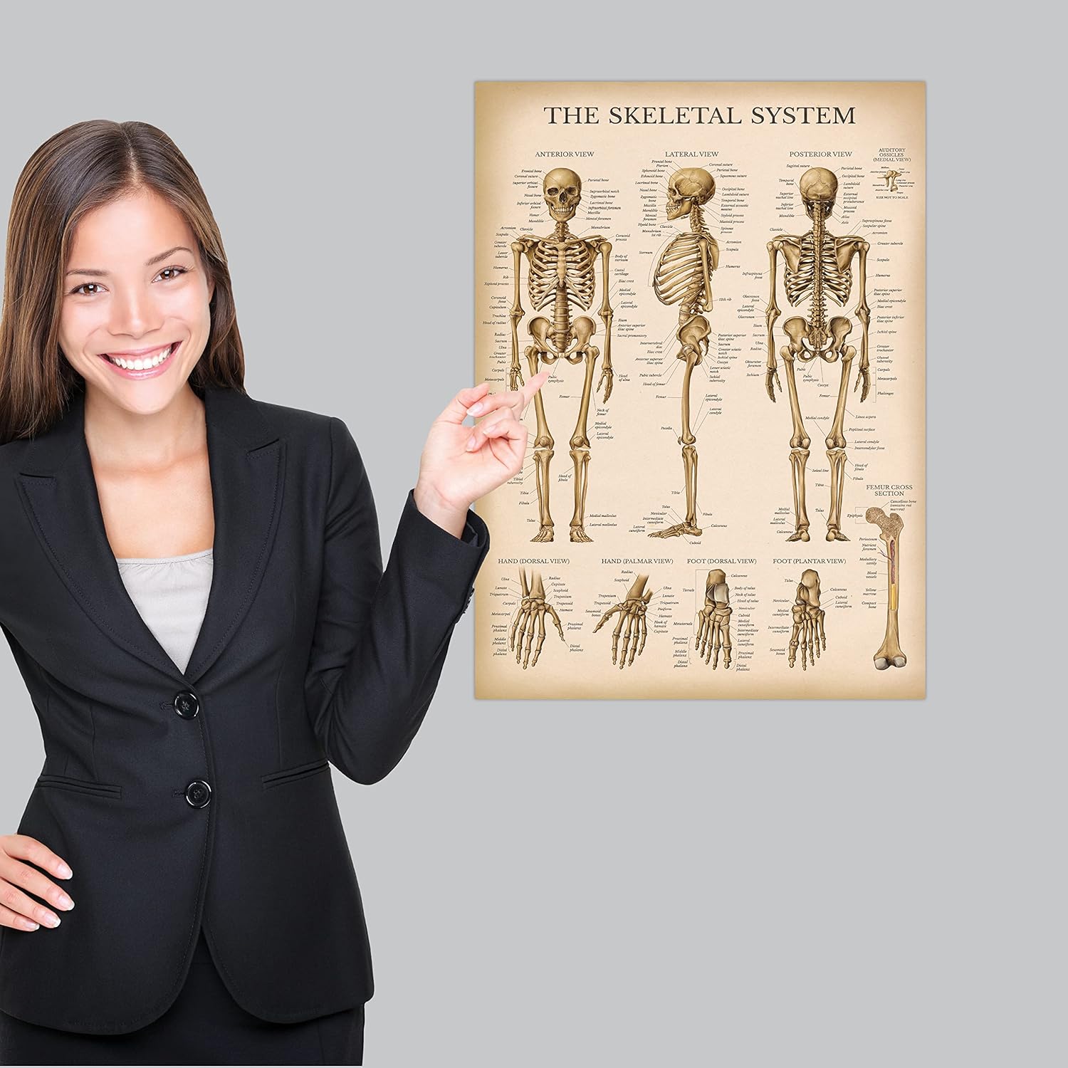 Palace Learning Tabla anatómica del sistema esquelético vintage, póster de anatomía de esqueleto humano (laminado, 18 x 24 pulgadas)