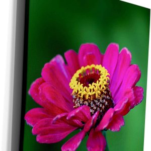 3dRose Alexis Photography – Flores Zinnia – Flor zinnia morada. Pequeño jardín central amarillo. Fondo verde – Lienzo de grado museo (cw_298368_1) 3dRose Alexis Photography – Flores Zinnia – Flor zinnia morada. Pequeño jardín central amarillo. Fondo verde – Lienzo de grado museo (cw_298368_1)