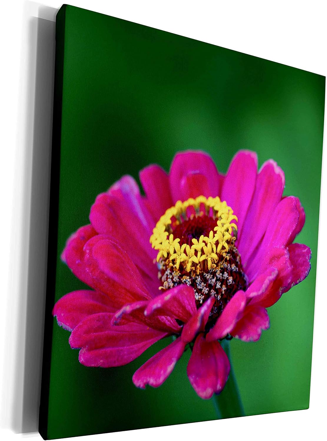 3dRose Alexis Photography – Flores Zinnia – Flor zinnia morada. Pequeño jardín central amarillo. Fondo verde – Lienzo de grado museo (cw_298368_1)