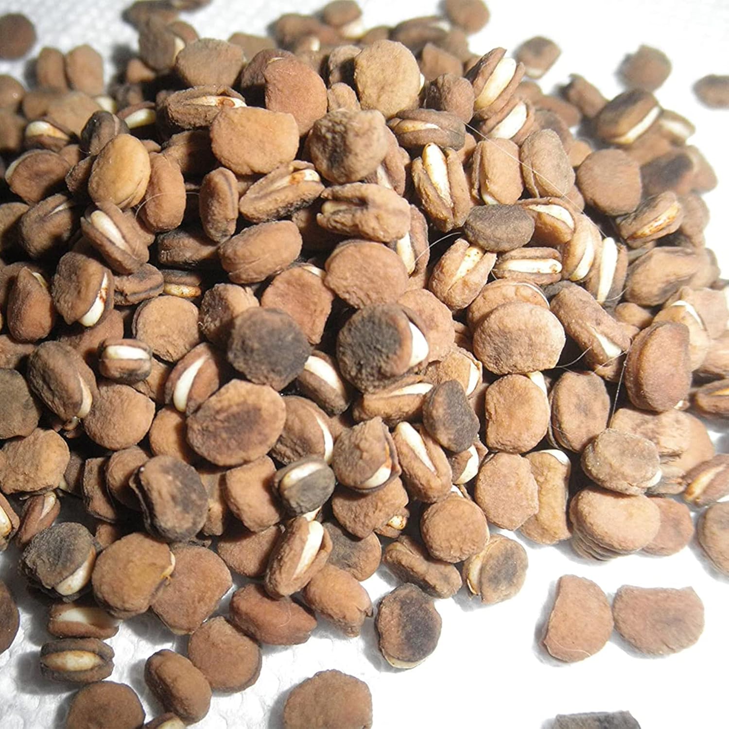 QAUZUY GARDEN – 300 semillas de ginseng americano estratificadas Panax quinquefolium L, fáciles de cultivar, cultiva tu propio ginseng