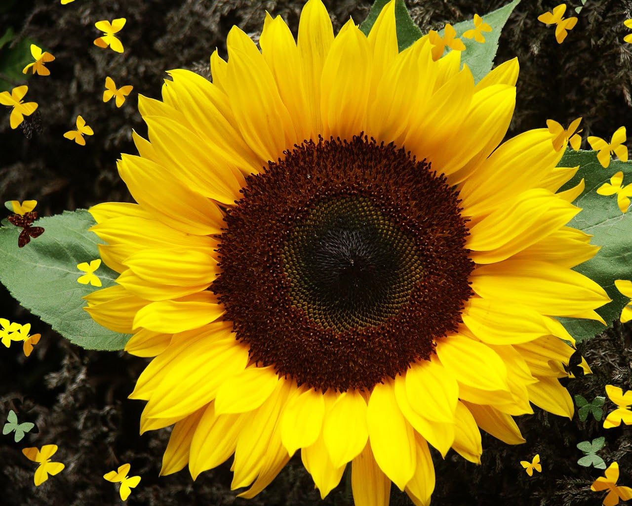 CEMEHA SEEDS – Flores anuales de titanes ornamentales gigantes de girasol amarillo para plantar