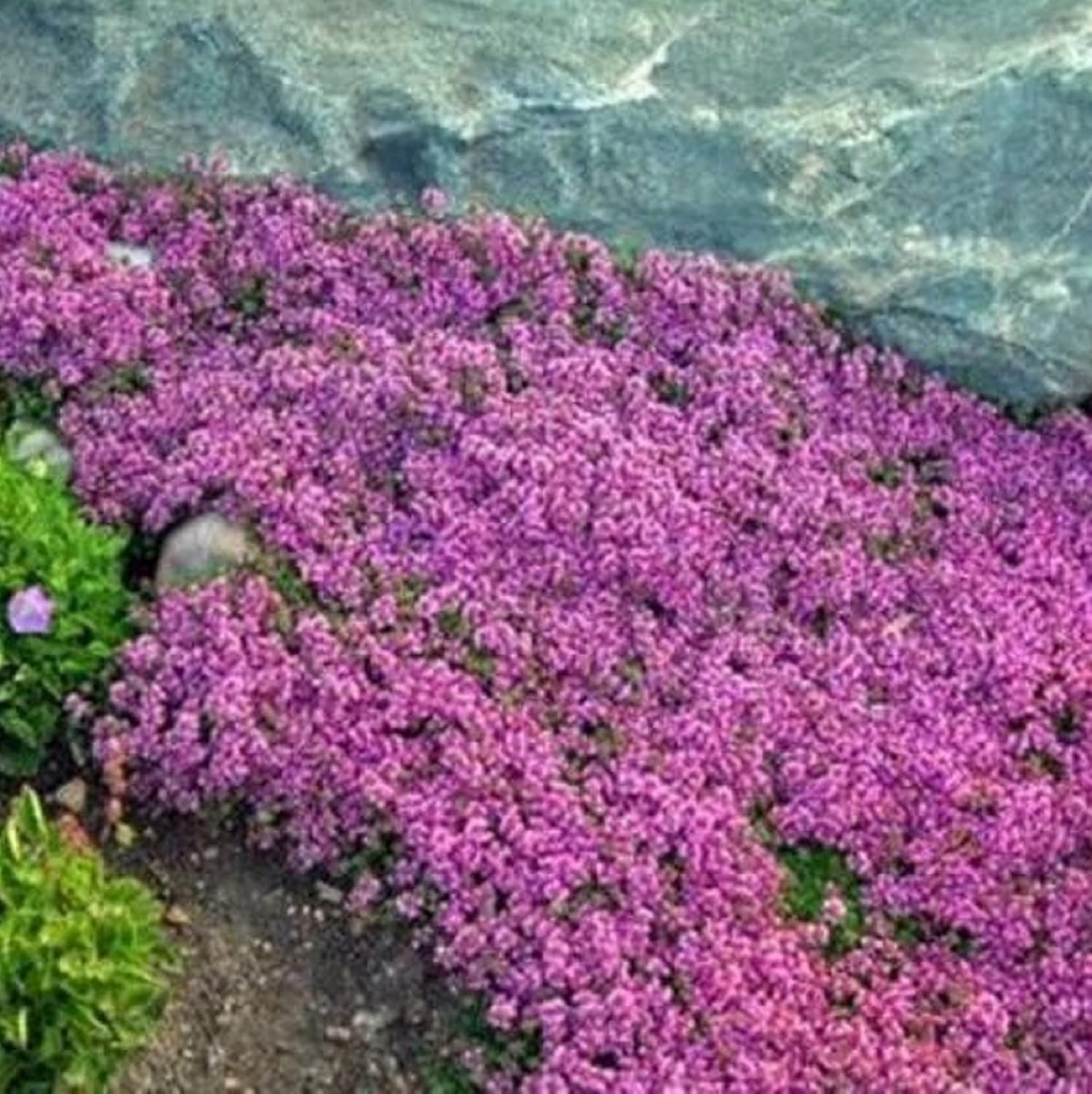 CHUXAY GARDEN Mezcla de 100 semillas de tomillo rastrero Thymus Serpyllum Planta altamente fragante, duradera, resistente, flores silvestres nativas