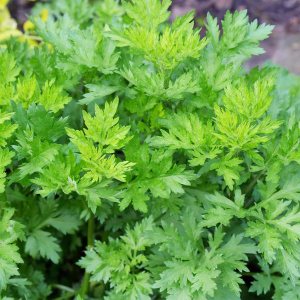 YEGAOL Garden – Semillas de artemisia vulgaris, planta perenne resistente, aspecto distintivo aromático, hojas aromáticas, beneficios potenciales YEGAOL Garden – Semillas de artemisia vulgaris, planta perenne resistente, aspecto distintivo aromático, hojas aromáticas, beneficios potenciales