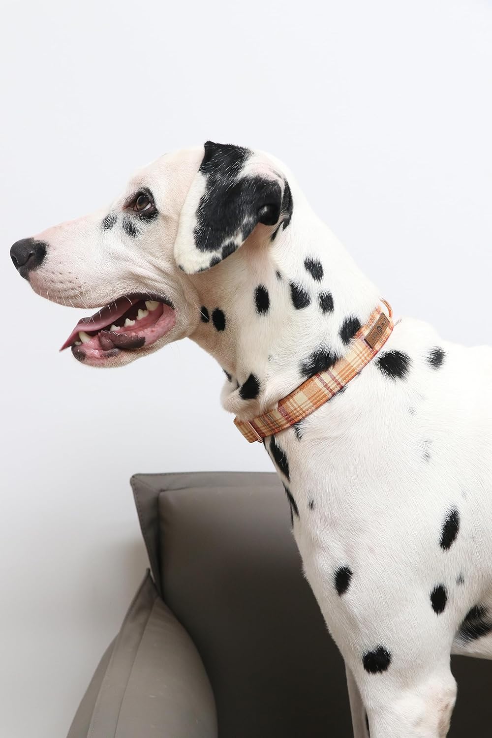 Lionet Paws Collar de perro para niño, cómodo y ajustable, lindo collar a cuadros naranja con hebilla de metal para perros machos, XL, cuello de 16