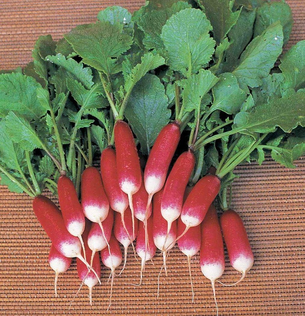 Semillas de Rábano Francés Vegetal 18 Días Temprano Rojo Heirloom – 300 Semillas