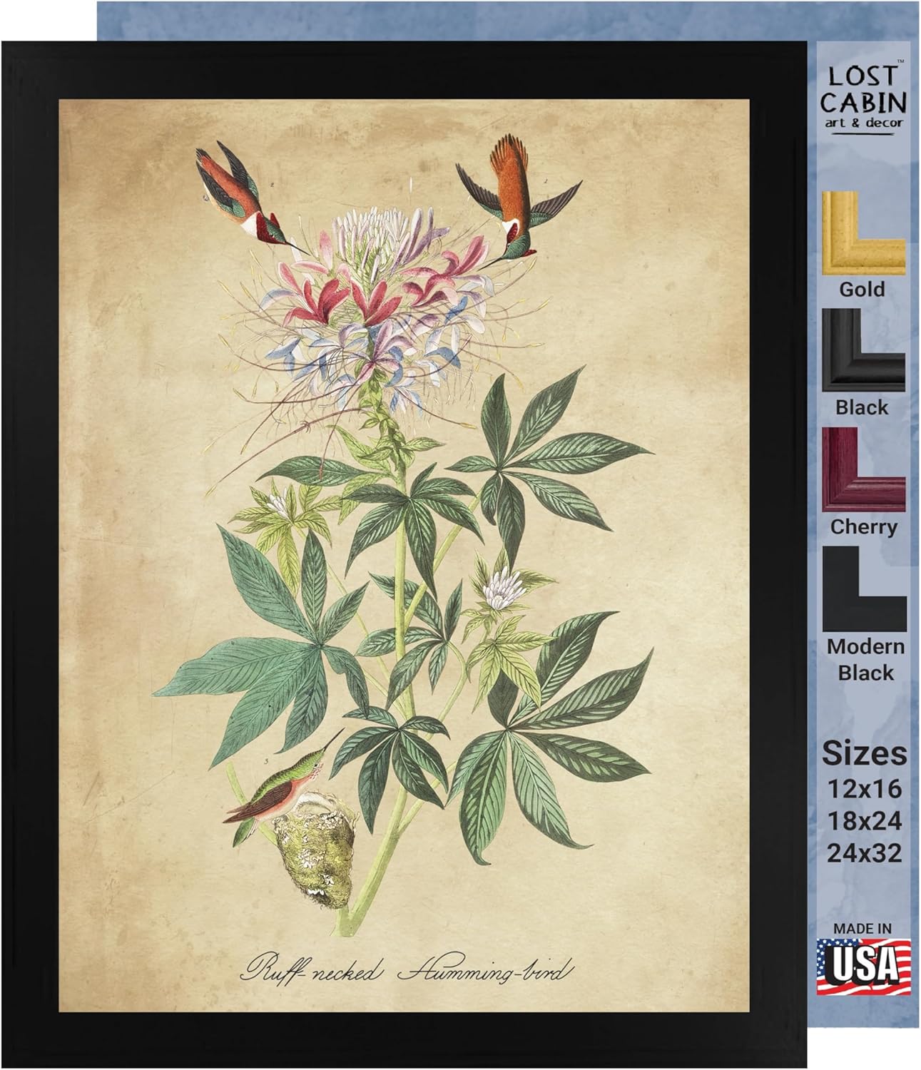Ruff Necked Humming Bird por James Audubon 12 x 16 sin marco  Decoración artística enmarcada  Reproducción de pintura de arte fino  Impresiones de