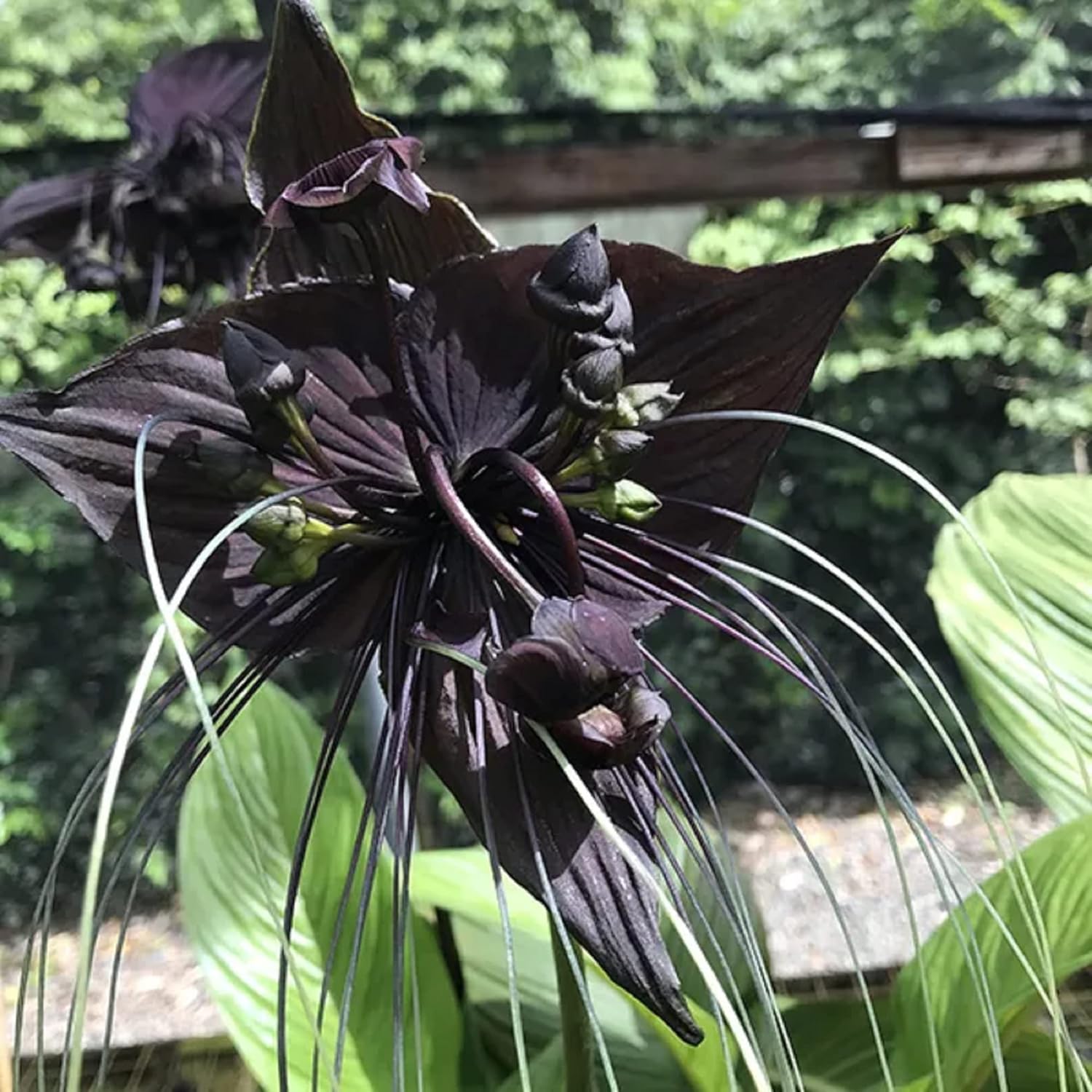 CHUXAY GARDEN Semilla de murciélago negro, 5 semillas, flor del diablo, planta ornamental, atrae mariposas y abejas, encanto exótico, extremadamente