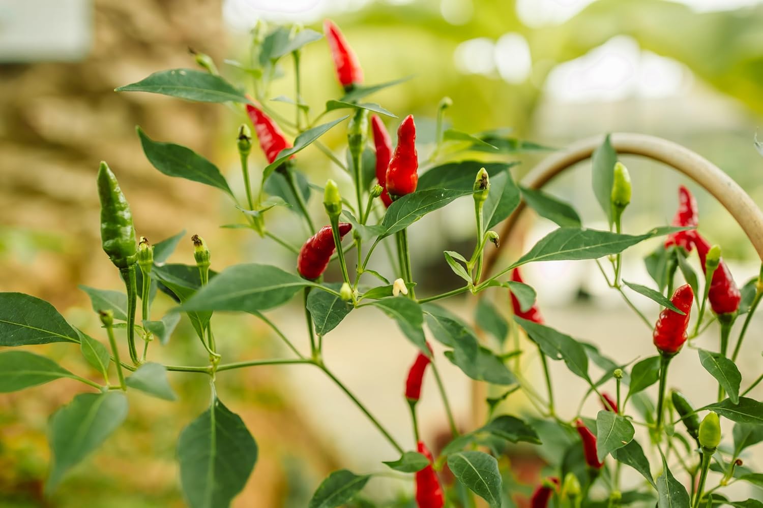 100 semillas de pimiento Jalapeño M para plantar, reliquia, sin OMG, cultivadas en EE. UU., Capsicum Annuum por RDR Seeds