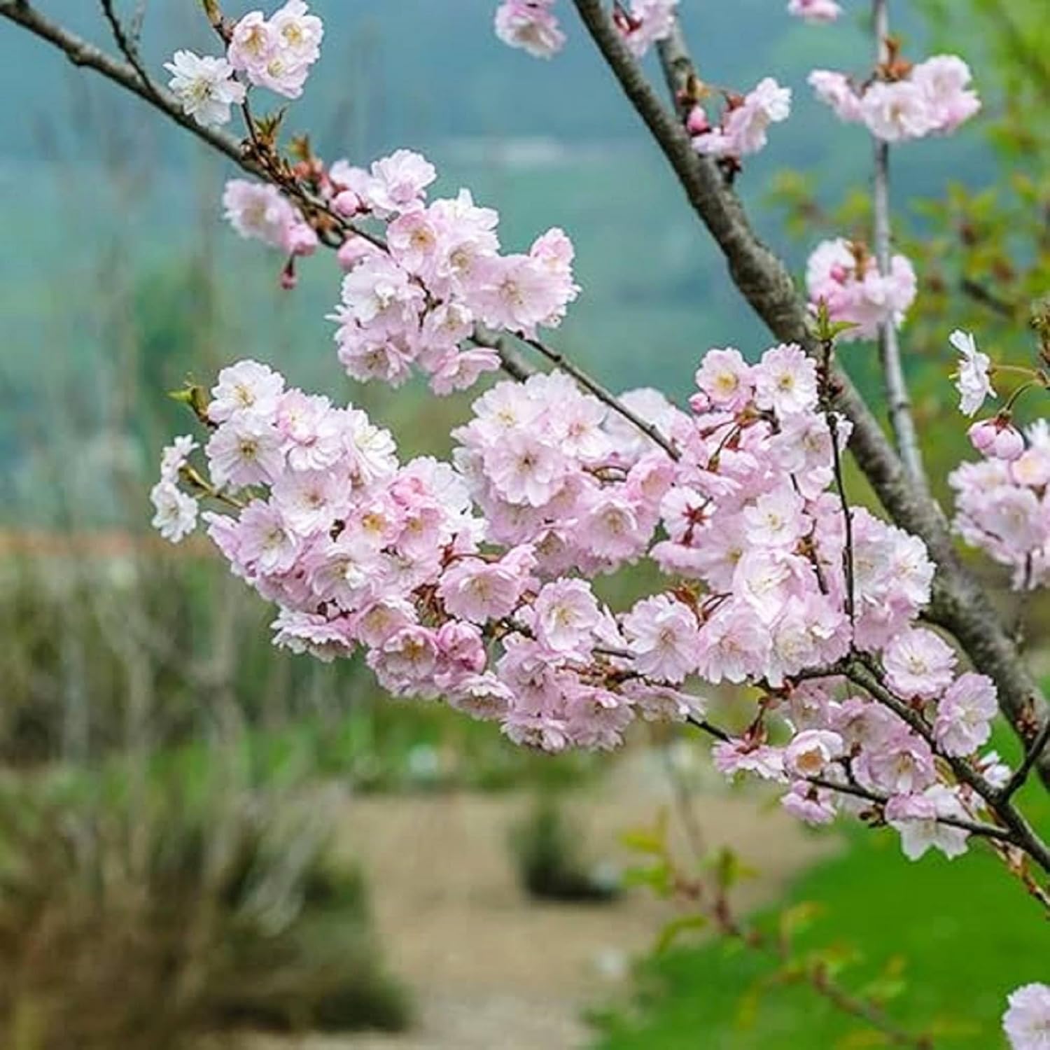 CHUXAY GARDEN 5 semillas de cerezo Higan Prunus Subhirtella Spring Cherry Beauty Cherry Blossom Semillas de árbol para plantar floración llamativa