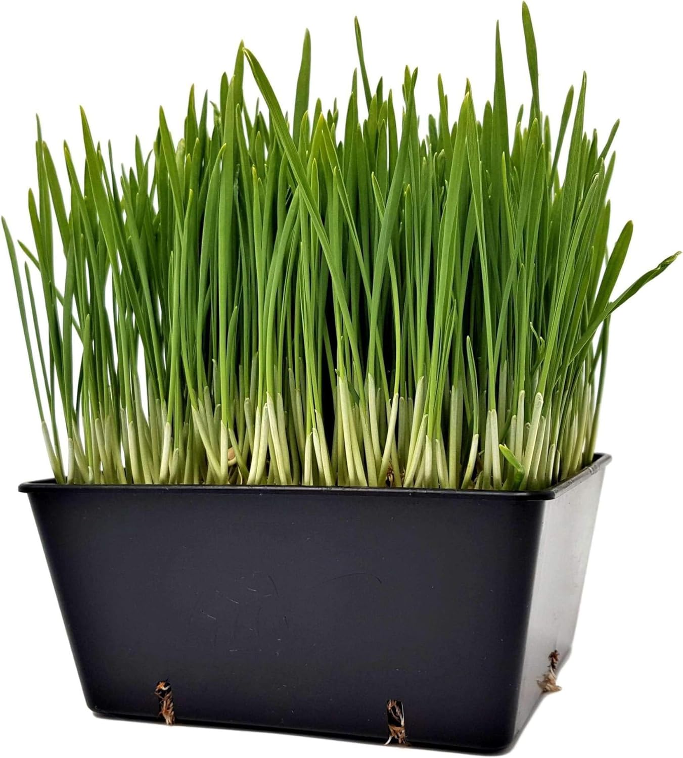 Bootstrap Farmer 5 x 5 bandejas de semillas extra fuertes, paquete de 40 unidades, color negro, cultivo de microverdes, semillas de pasto de trigo,