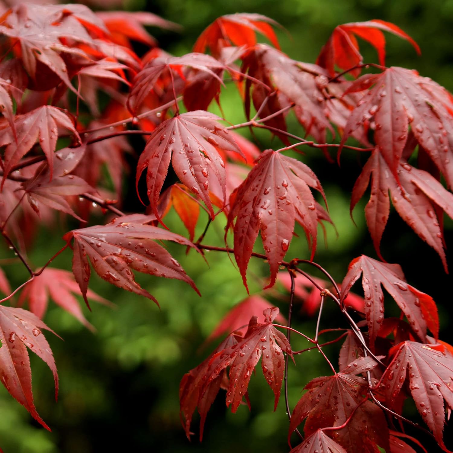 YEGAOL Garden – Semillas de árbol de arce rojo Acer Rubrum de bajo mantenimiento, fronteras ornamentales para exteriores, 120 semillas de árbol