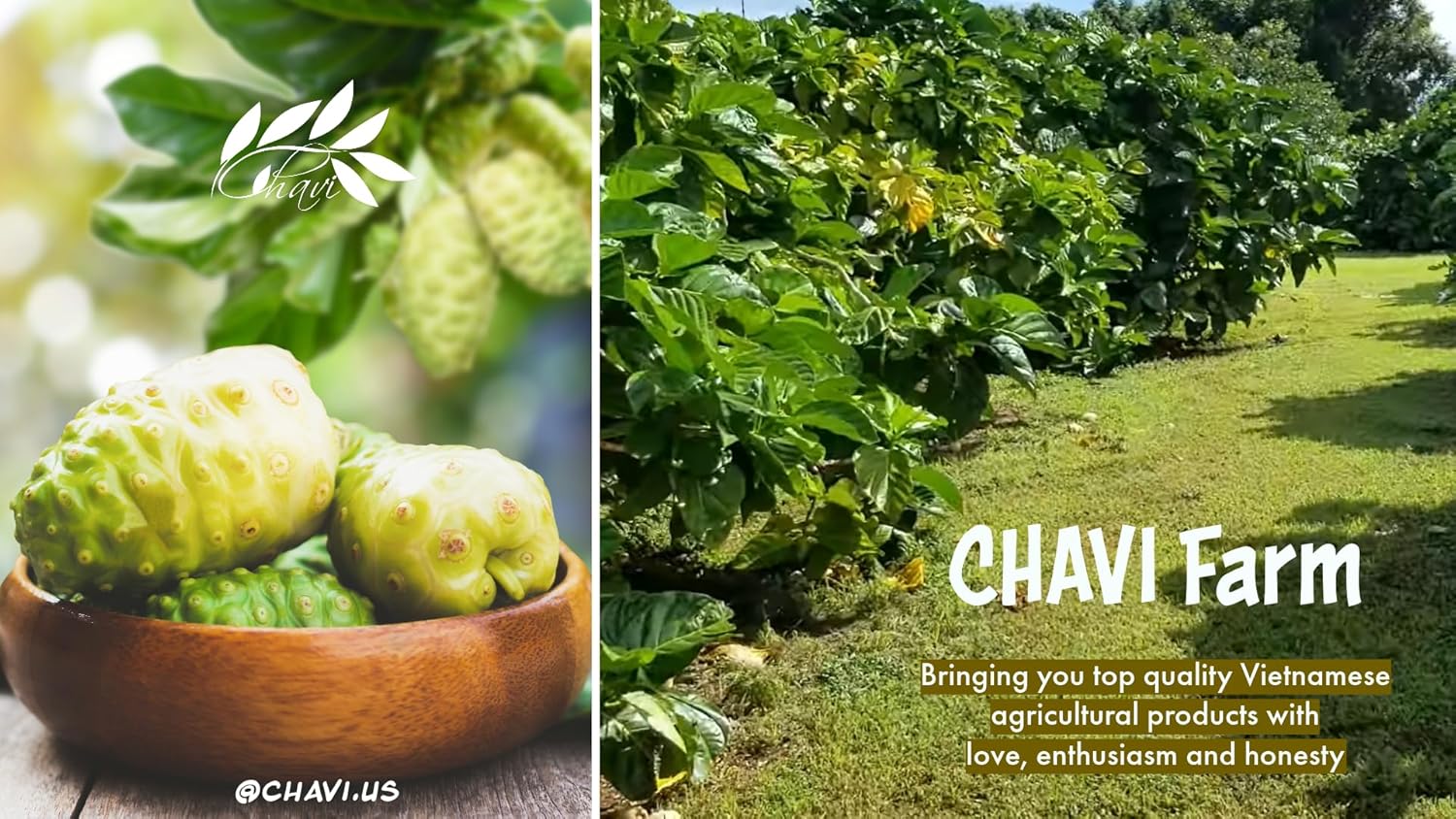 CHAVI Non Tiea (Noni Ginger, paquete de 1)  20 bolsas de té por caja  Bebida Noni Dieters  Extra fuerte  Calidad premium