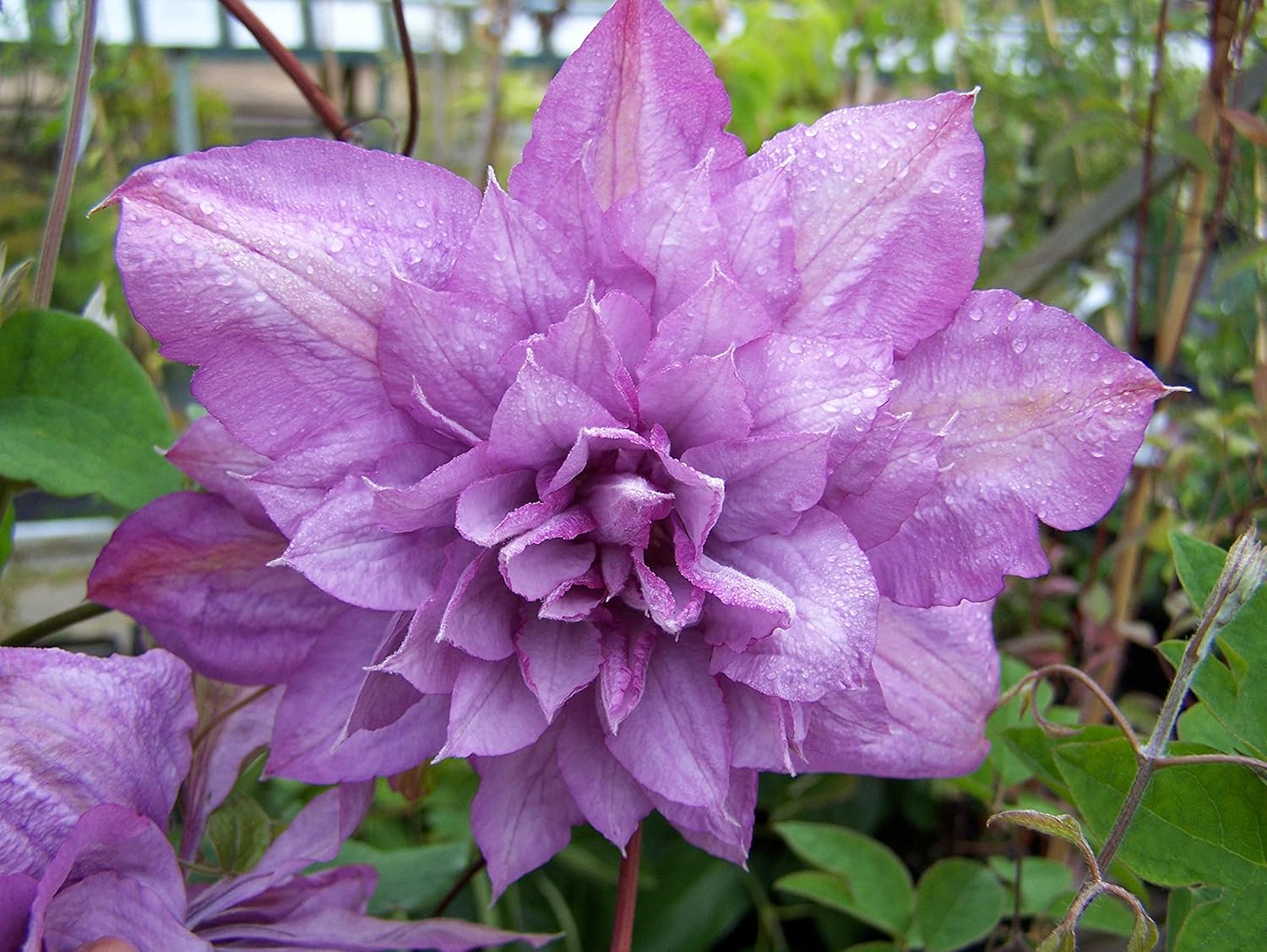 Clematis Proteus – Planta viva en una maceta de cultivo de 4 pulgadas – Clematis ‘Proteus’ – Plantas de inicio listas para el jardín – Hermosa vid