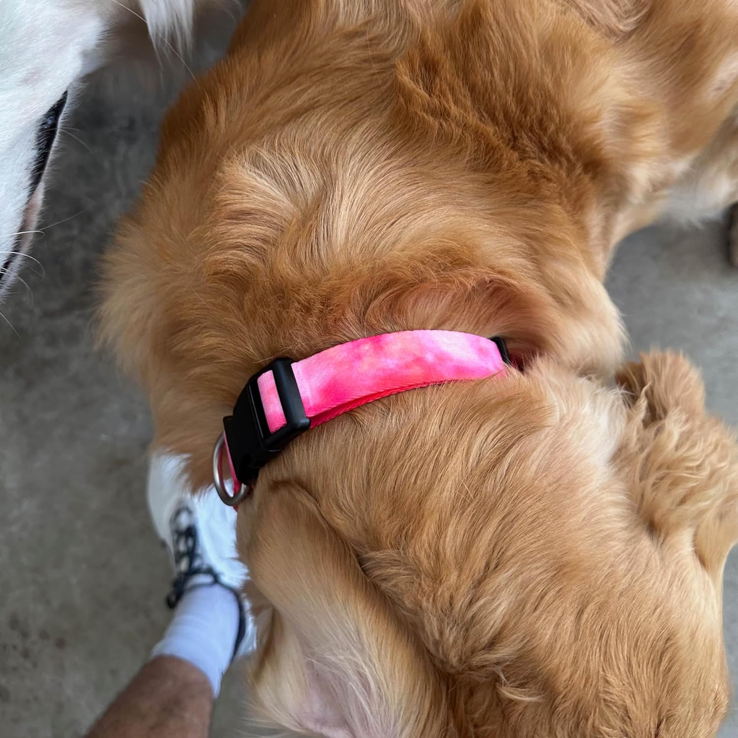 Basic Pretty – Collar para perros pequeños, medianos y grandes, duradero, lavable, de poliéster, tamaño ajustable, color acuarela rosa, mediano (14
