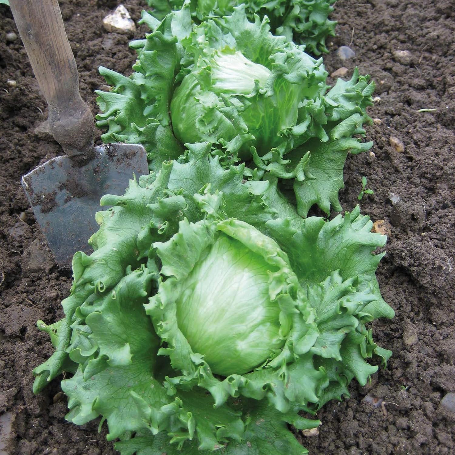 Semillas Vegetales Crisphead Lechuga Iceberg Hoja Crujiente Heirloom para Ensaladas – 1000 Semillas