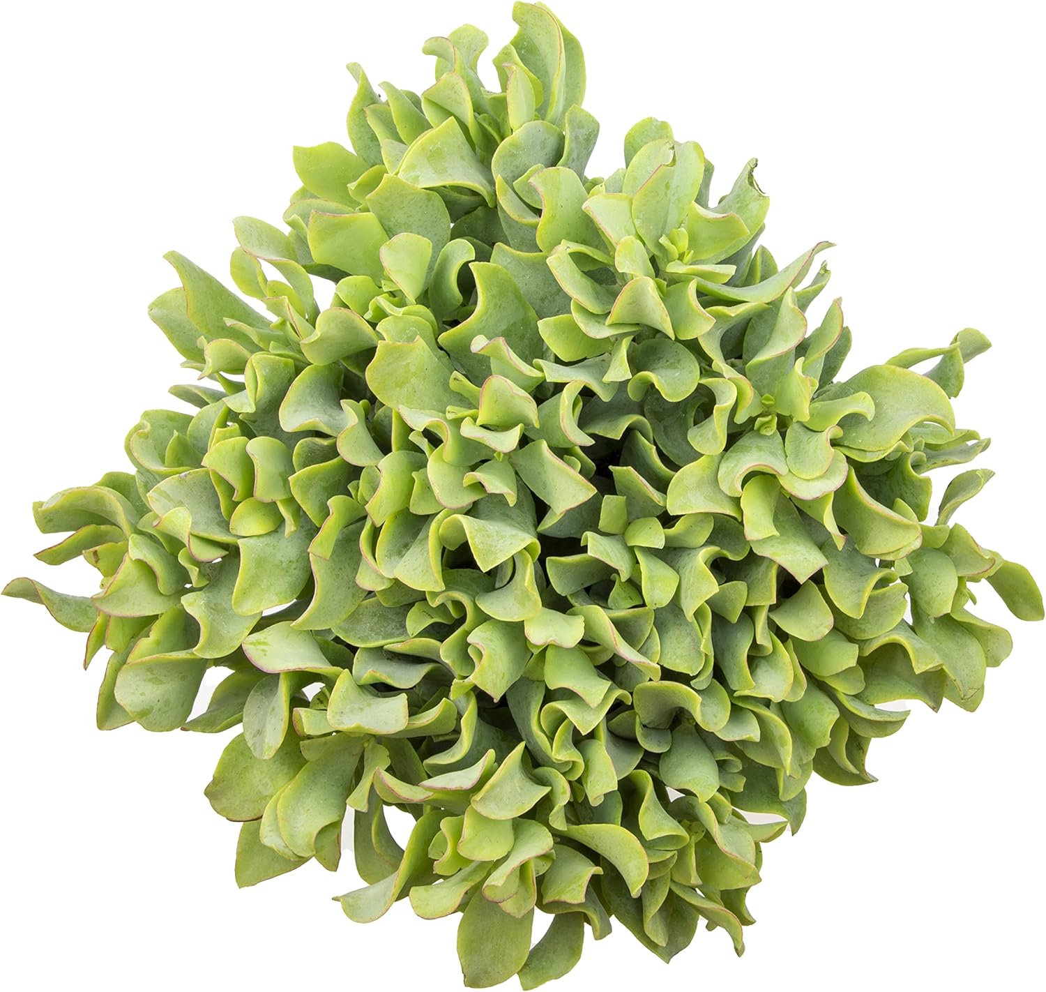 Plantas suculentas reales para interiores aptas para tener con mascotas jade crassula ondulada