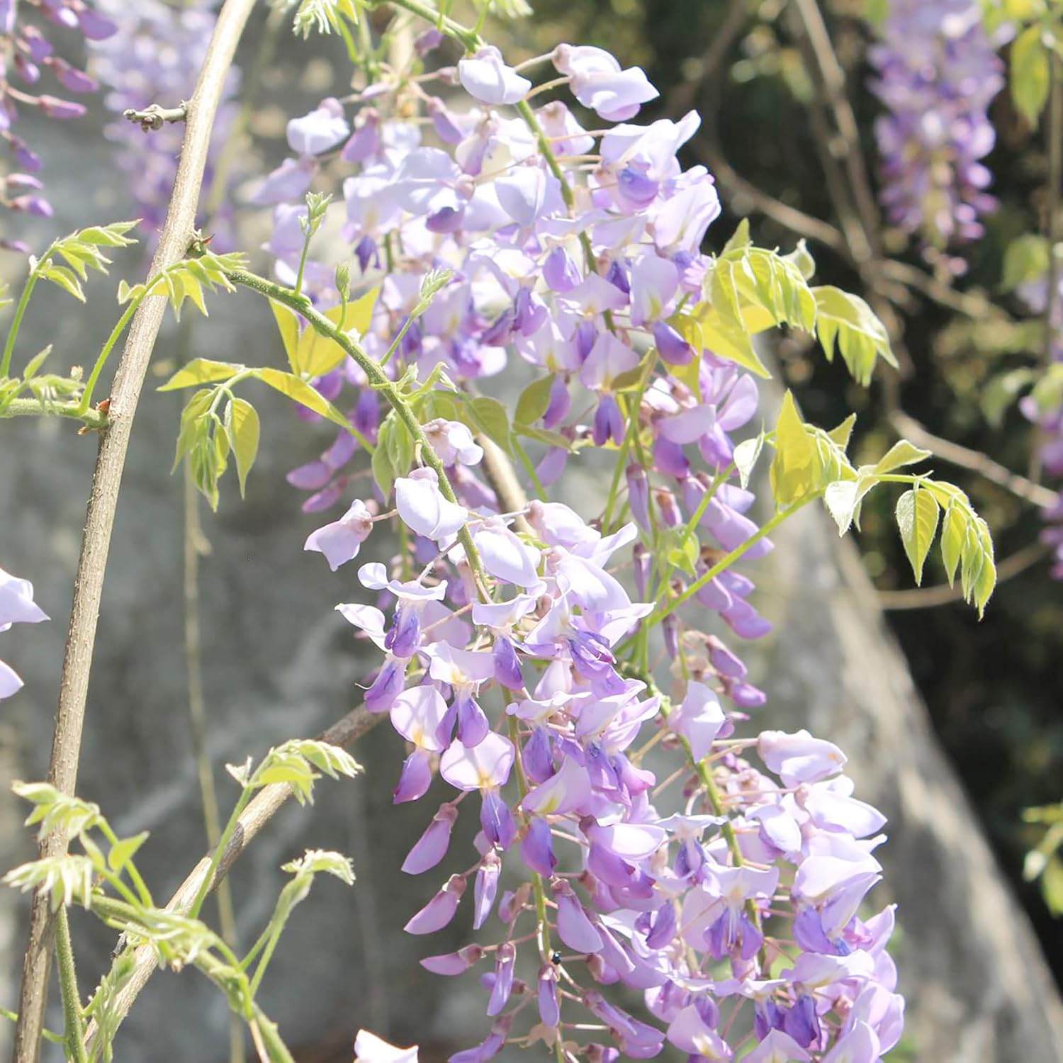 YEGAOL Garden – Semillas de glicina sinensis fragante trepador caducifolio atrae mariposas, ciervos, resistentes a la sequía, pérgolas, vallas para