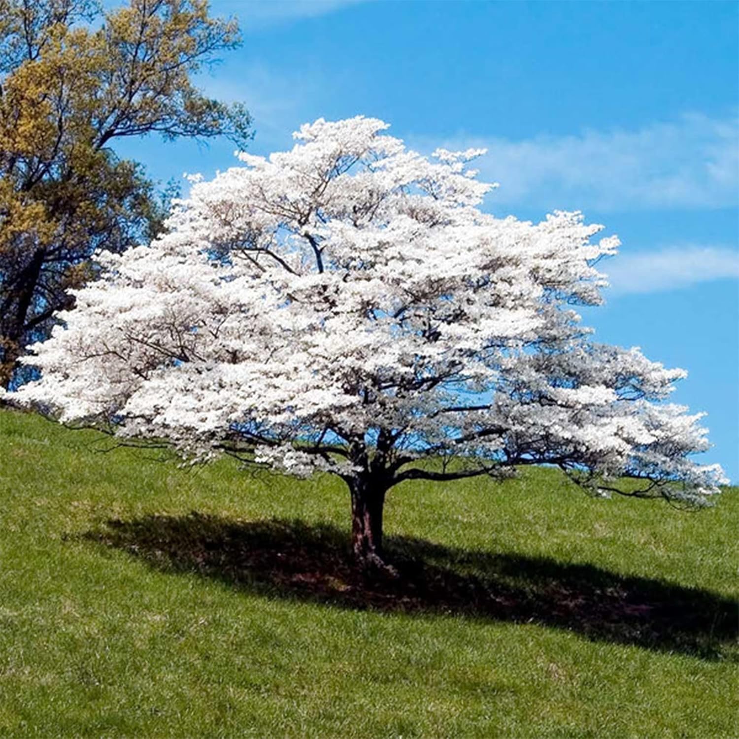 QAUZUY GARDEN 20 Cornejo blanco florecienteCornel Cornelian TreeCornus FloridaCornejo de Florida AmericanaSemillas de boj falsas llamativas y
