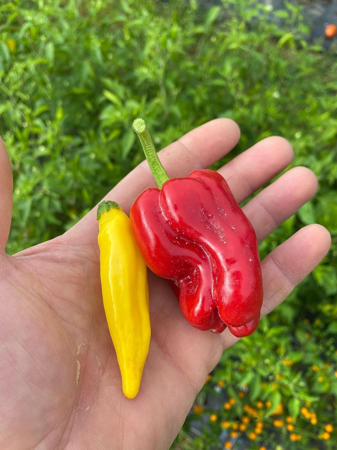 Springs Fireplace Salsa picante de melocotón Aji  Lote pequeño, cultivado en granjero, pimientos de Alepo, pimientos Aji Limon, calor caliente,