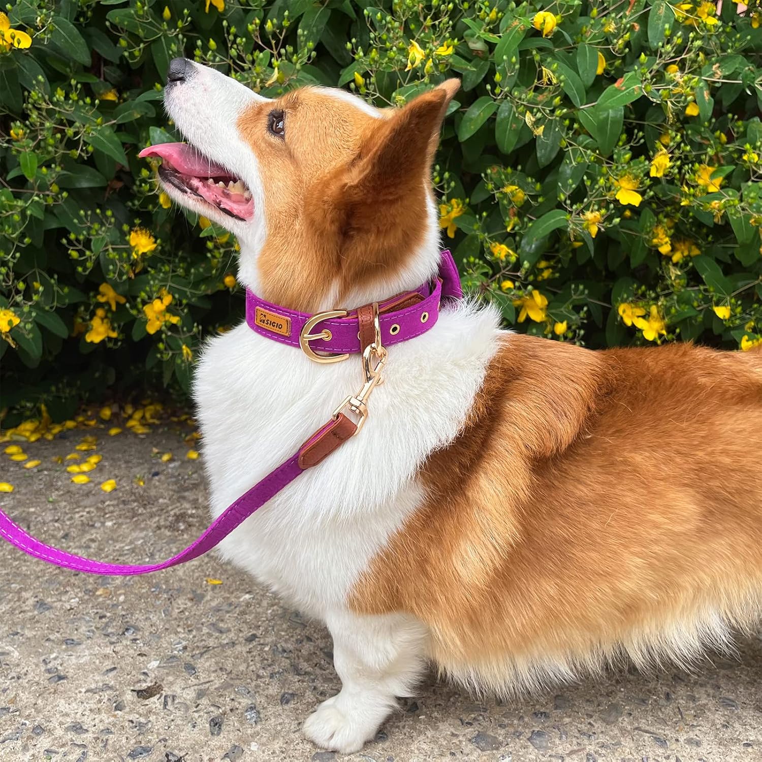 Juego de collar y Laesh para perro, collar ajustable con lazo para perro, correa y collares de cuero suave para cachorros pequeños, medianos y