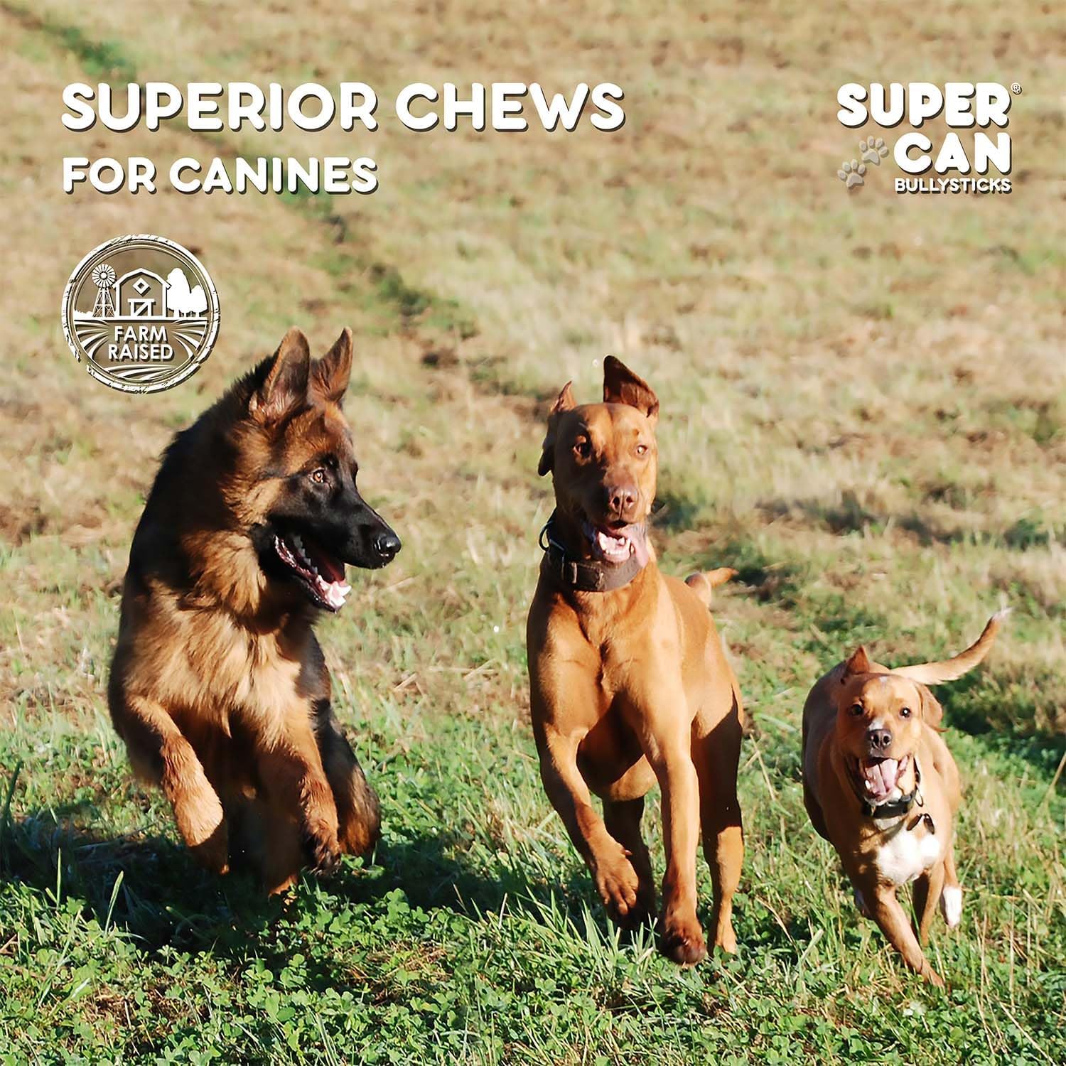 SUPER CAN BULLYSTICKS Supercan – Orejas de cerdo para perros (1 libra), golosinas naturales para perros, golosinas saludables para perros, astillas