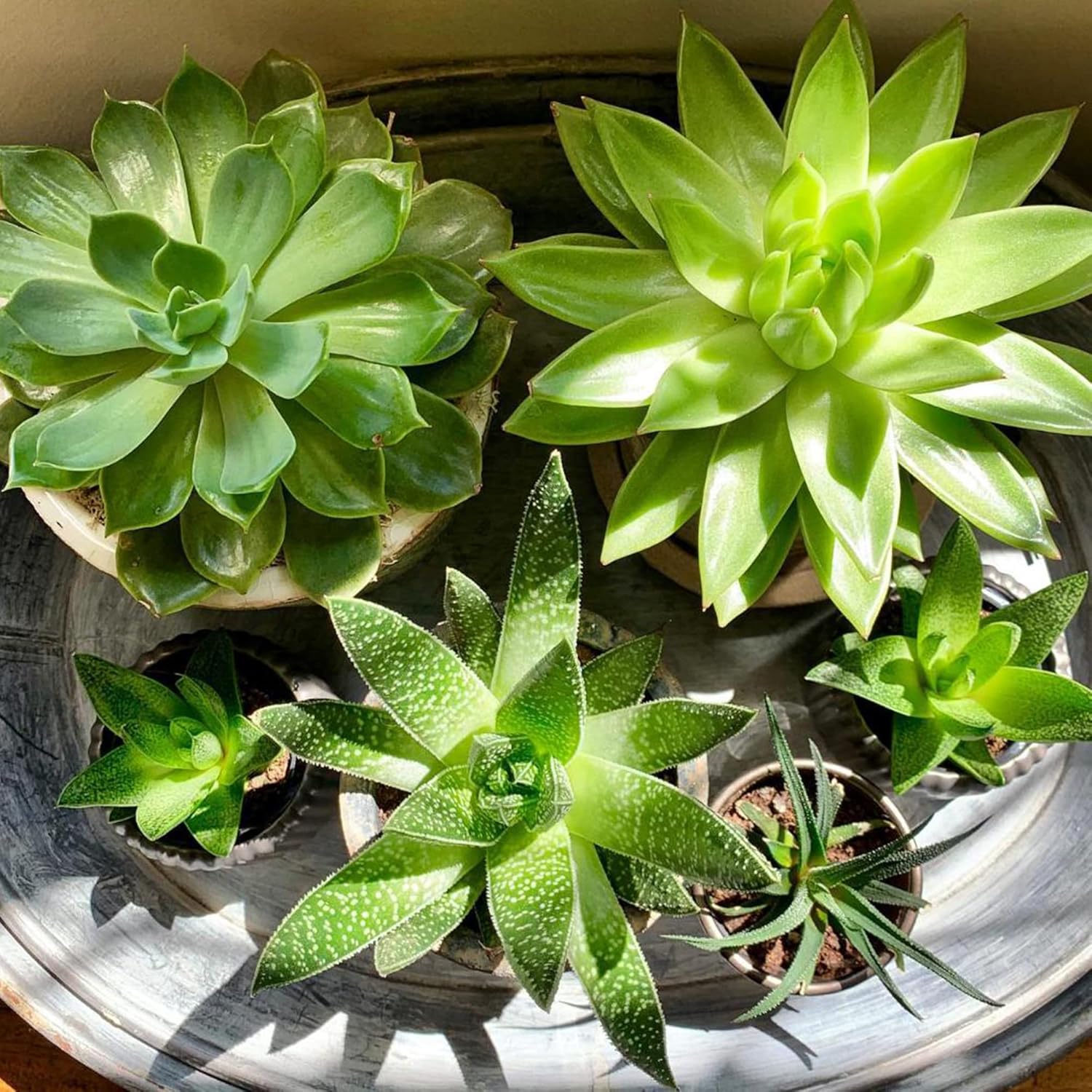 YEGAOL Garden – Semillas de plantas suculentas mixtas fáciles de cuidar, tolerantes a la sequía, decoración de jardín, macetas para interiores y