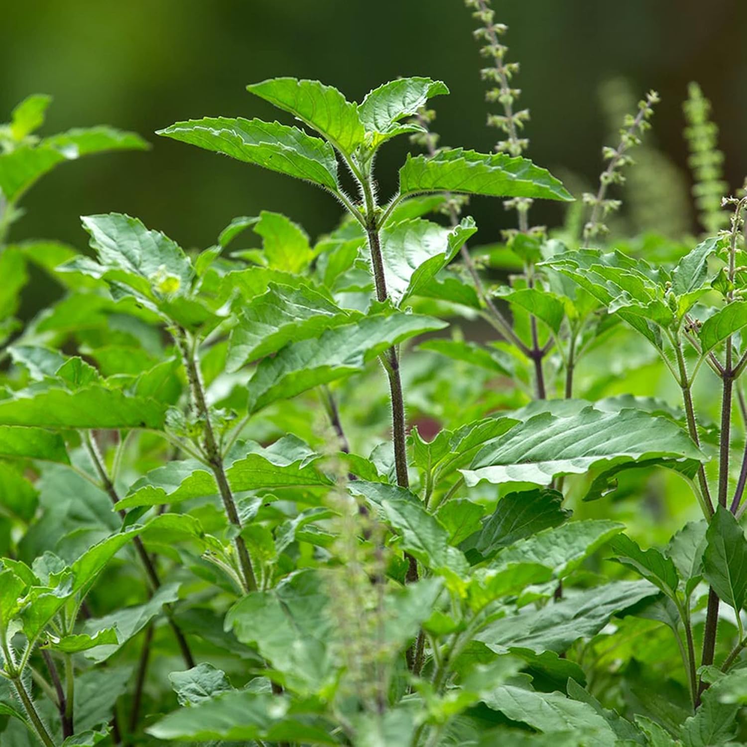 YEGAOL Garden – Semillas de albahaca sagrada Tulsi, Ocimum Tenuiflorum, hierbas aromáticas, beneficios para la salud, recipientes para jardín
