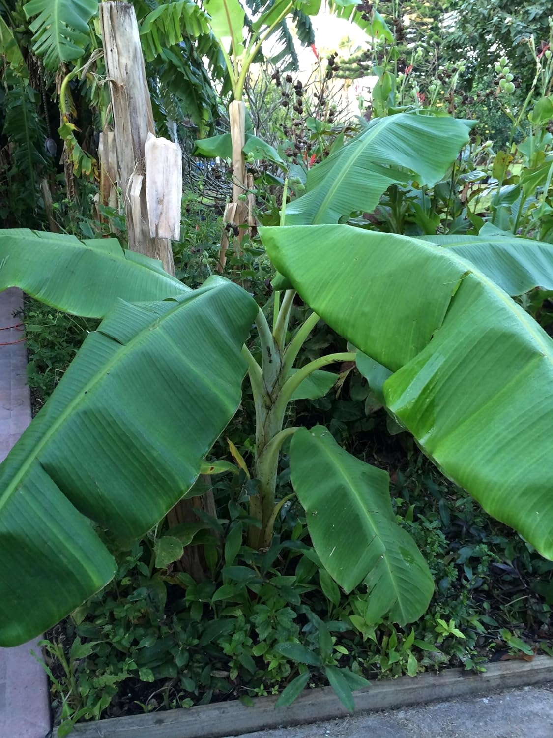 Planta de plátano, plátano Orinoco, Musa accuminata’ (grande 25″ – 36″)