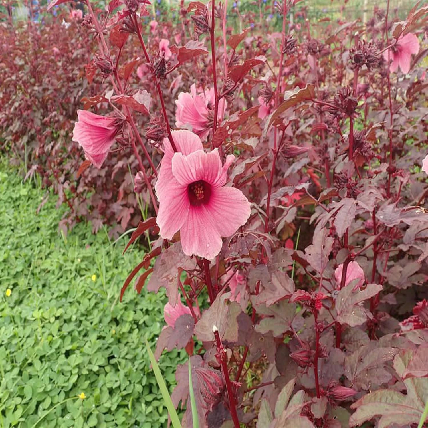 5 Hibiscus Cranberry, Semillas de arándano,Hibiscus Acetosella, Comestibles – QAUZUY GARDEN