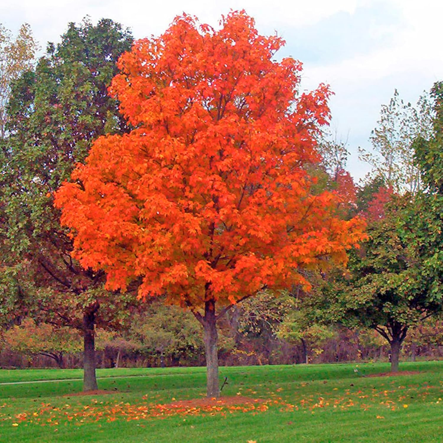 YEGAOL Garden – Semillas de arce azucarado Acer Saccharum Deciduou, árbol ornamental popular en paisajismo al aire libre, 20 semillas de árbol