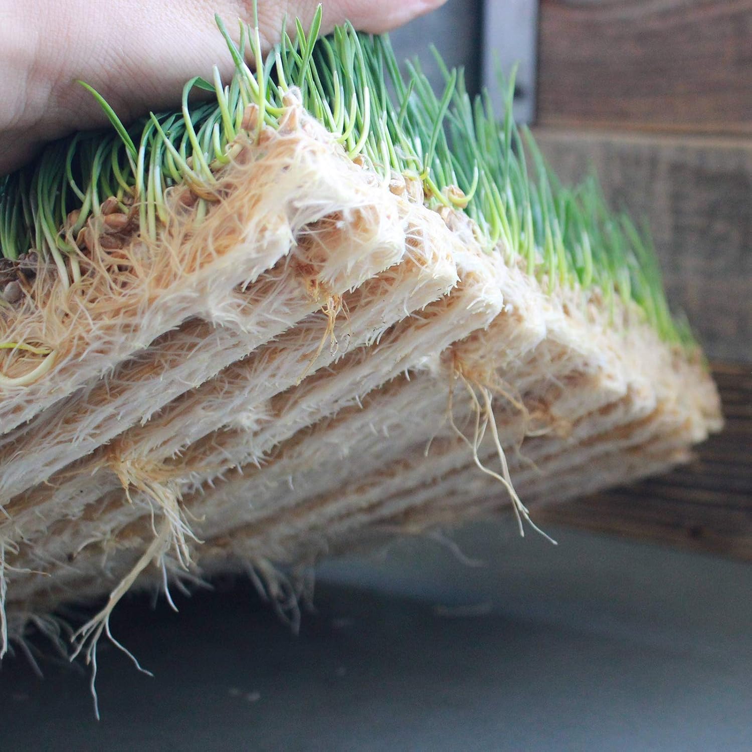 Pro Micro Jute Microgreens – Rollo de tapete de cultivo  10 pulgadas de ancho por 100 pies de largo  1 rollo  Almohadilla de cultivo hidropónica